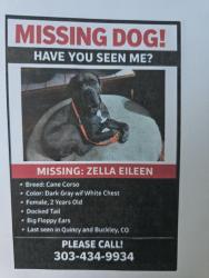 Lost Female Dog last seen Quincy and Buckley, Aurora, CO 80013