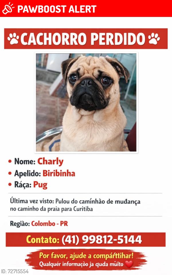Lost Male Dog last seen Near br, Jardim Loanda, PR 83413-055