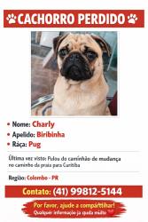 Lost Male Dog last seen Near br, Jardim Loanda, PR 83413-055
