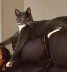 Lost Male Cat last seen Ruby, Georgetown, TX 78633