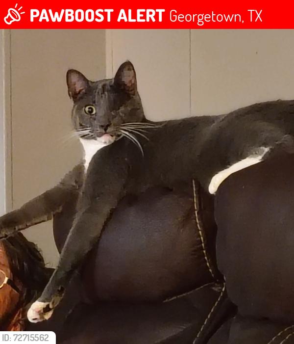Lost Male Cat last seen Ruby, Georgetown, TX 78633