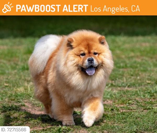 Found/Stray Unknown Dog last seen 107th and San Pedro street, Los Angeles, CA 90003