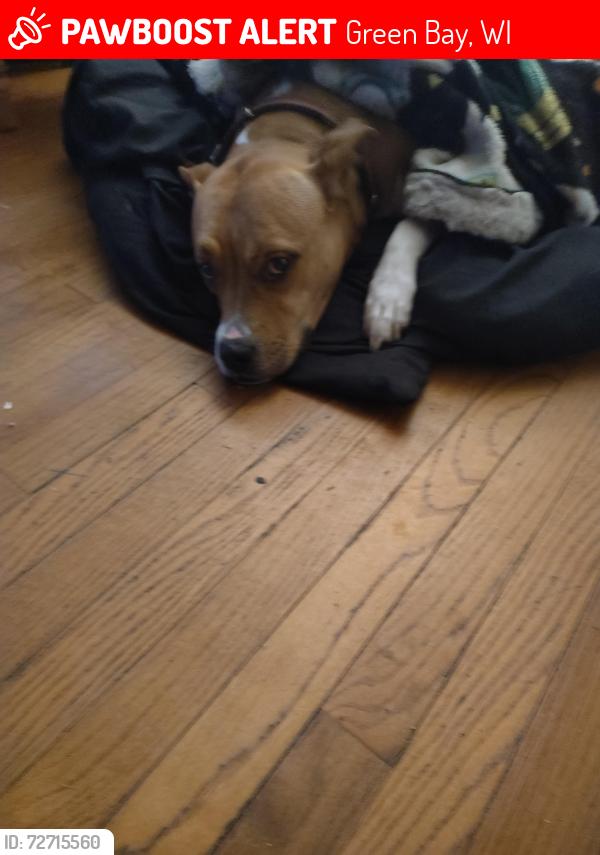 Lost Female Dog last seen Dousman, division, kellog,, Green Bay, WI 54303