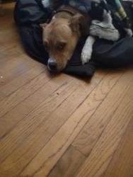 Lost Female Dog last seen Dousman, division, kellog,, Green Bay, WI 54303