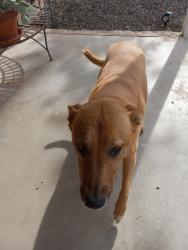 Found/Stray Unknown Dog last seen E Virginia Ave. Scottsdale AZ 85257, Scottsdale, AZ 85257