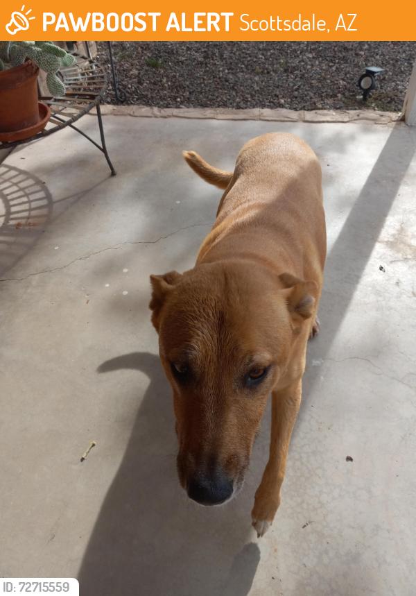Found/Stray Unknown Dog last seen E Virginia Ave. Scottsdale AZ 85257, Scottsdale, AZ 85257