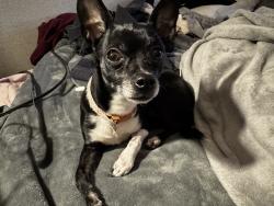 Lost Female Dog last seen Trailer park, Cheyenne, WY 82009