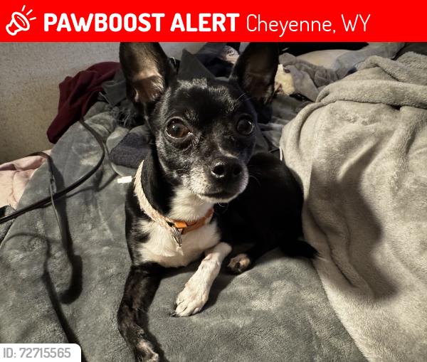 Lost Female Dog last seen Trailer park, Cheyenne, WY 82009