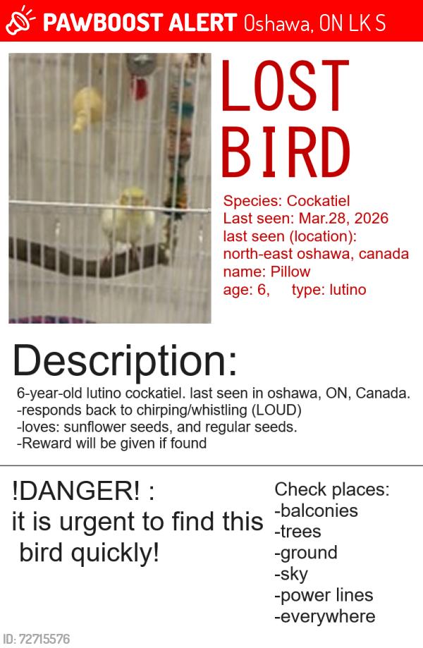 Lost Female Bird last seen Near Harmony Rd North, Harmony Rd North, eastern oshawa,, Oshawa, ON L1K 1S2