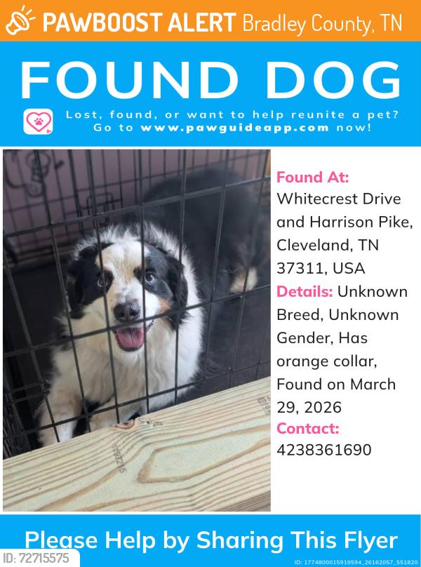 Found/Stray Unknown Dog last seen Whitecrest Drive and Harrison Pike, Bradley County, TN 37311