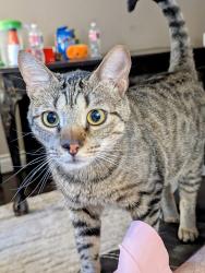Lost Male Cat last seen Ranch Creek Court and Honea Egypt/Sendera Ranch, Magnolia, TX 77354