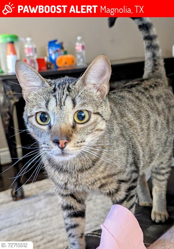 Lost Male Cat last seen Ranch Creek Court and Honea Egypt/Sendera Ranch, Magnolia, TX 77354