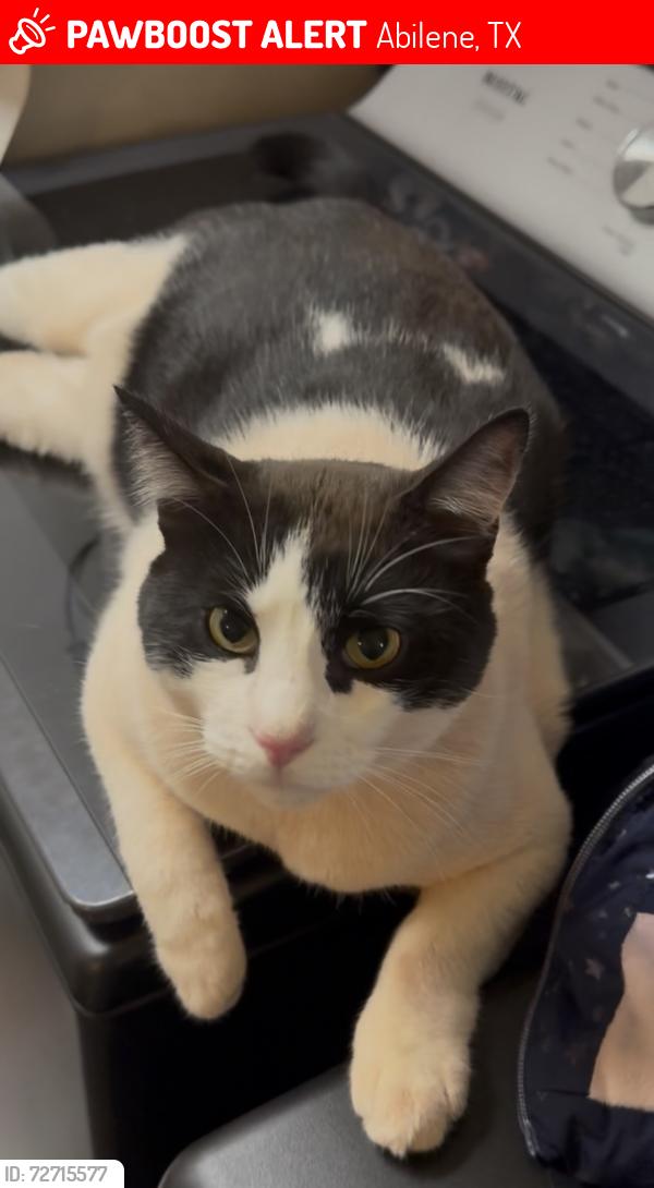 Lost Male Cat last seen Data center , Abilene, TX 79602