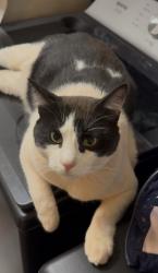 Lost Male Cat last seen Data center , Abilene, TX 79602
