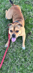 Lost Male Dog last seen Highway 21, Midway, TX 75852