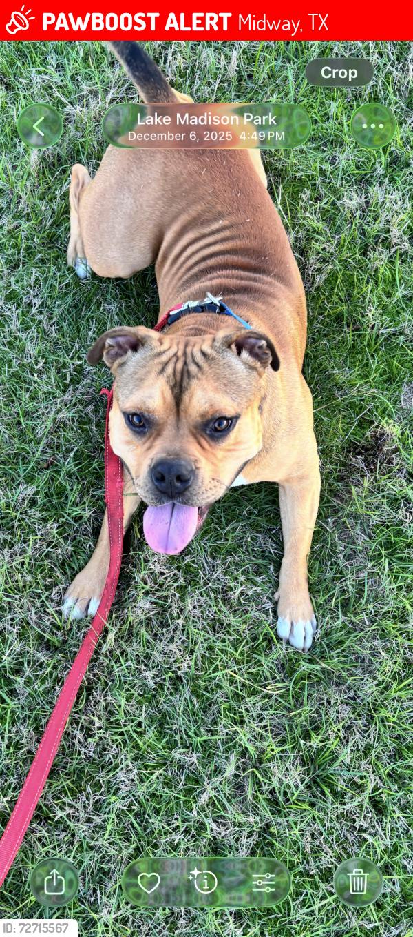 Lost Male Dog last seen Highway 21, Midway, TX 75852