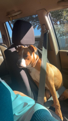 Lost Male Dog last seen 38th nd fox, Denver, CO 80216