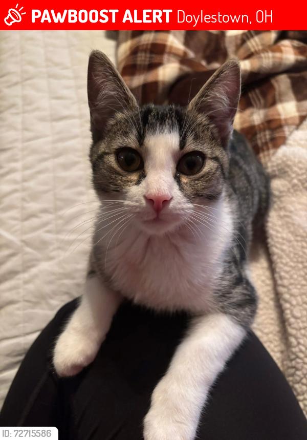Lost Female Cat last seen Taylor, Edward’s, Grill Rd. , Doylestown, OH 44230