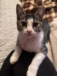 Lost Female Cat last seen Taylor, Edward’s, Grill Rd. , Doylestown, OH 44230