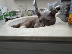 Lost Male Cat last seen Spruce, Baltimore, MD 21206