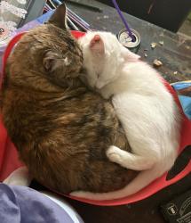 Lost Male Cat last seen Mockingbird Trail Circle and Meadowlark, Stow, OH 44224