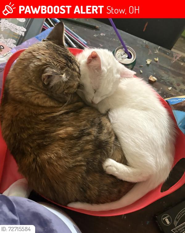 Lost Male Cat last seen Mockingbird Trail Circle and Meadowlark, Stow, OH 44224