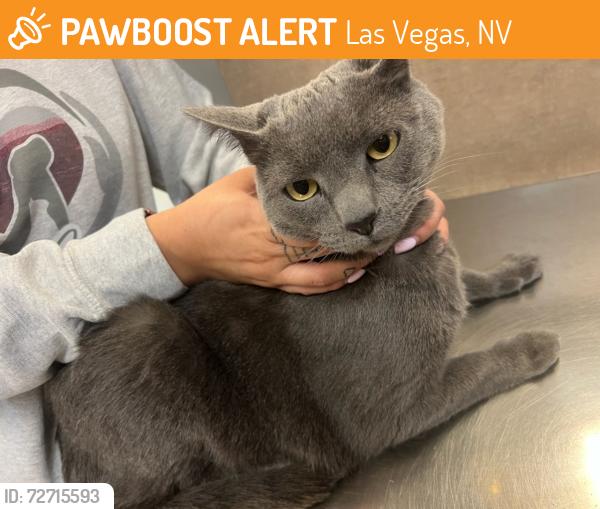 Found/Stray Male Cat last seen Near falling timber, Las Vegas, NV 89113