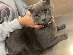 Found/Stray Male Cat last seen Near falling timber, Las Vegas, NV 89113
