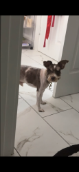 Lost Male Dog last seen N wayside & Booker St, Houston, TX 77028