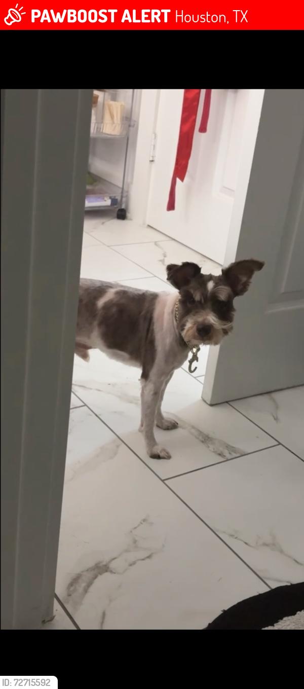 Lost Male Dog last seen N wayside & Booker St, Houston, TX 77028