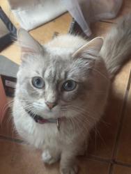 Lost Male Cat last seen Wightman Street & Cherokee Ave, San Diego, CA 92104