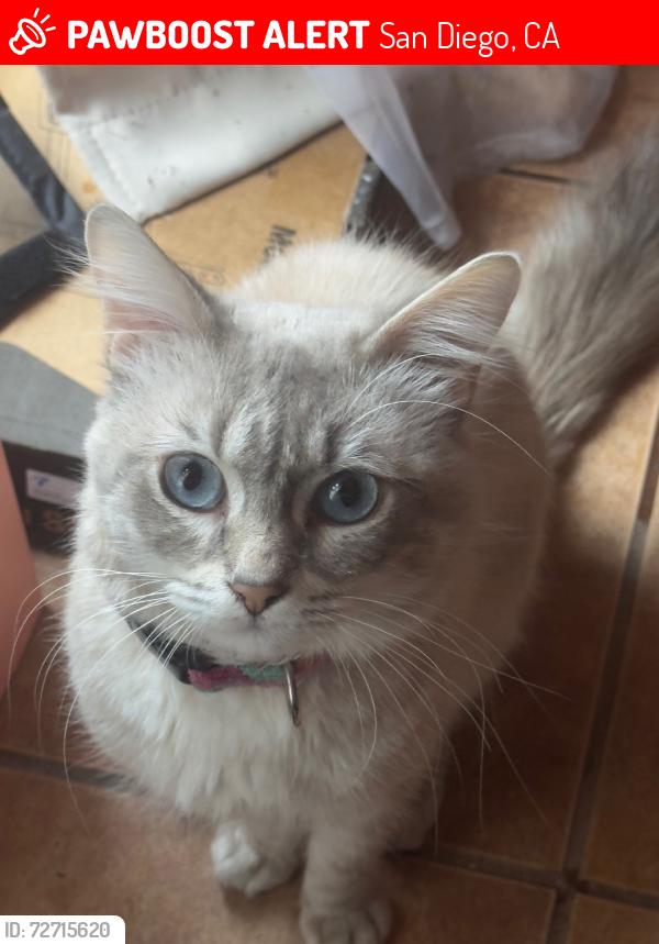 Lost Male Cat last seen Wightman Street & Cherokee Ave, San Diego, CA 92104