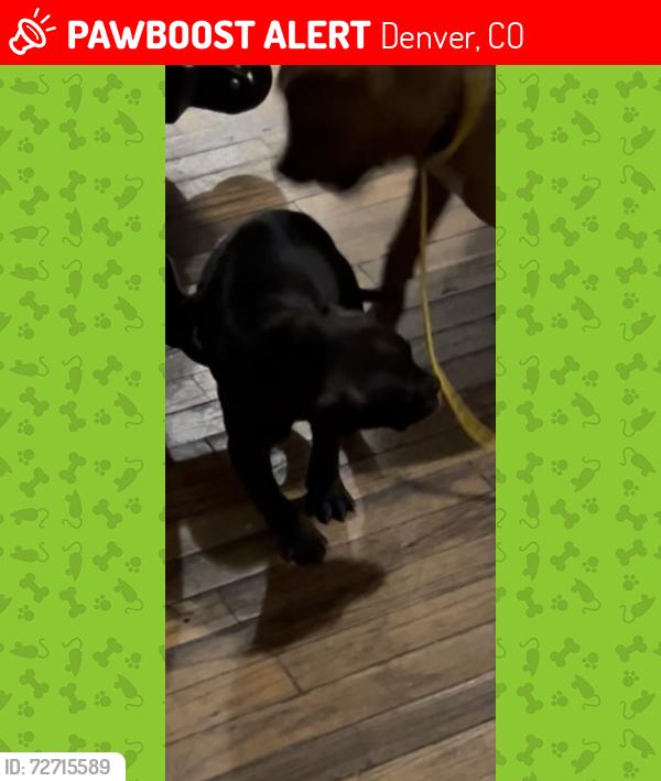 Lost Male Dog last seen Woodstream apmts , Denver, CO 80231