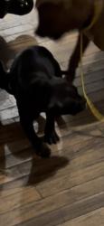 Lost Male Dog last seen Woodstream apmts , Denver, CO 80231