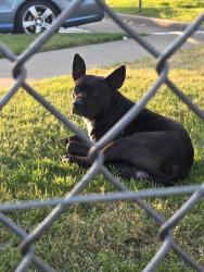 Found/Stray Male Dog last seen R&L, Dallas, TX 75211