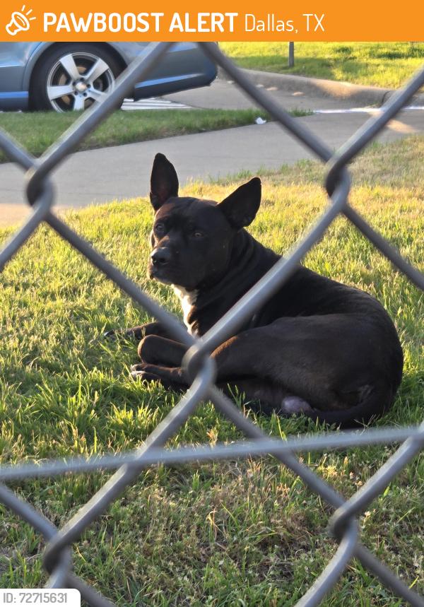 Found/Stray Male Dog last seen R&L, Dallas, TX 75211