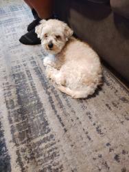 Lost Male Dog last seen Pecos/Fisher, North Las Vegas, NV 89081