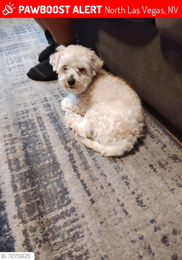 Lost Male Dog last seen Pecos/Fisher, North Las Vegas, NV 89081