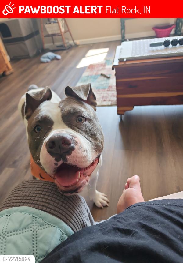 Lost Female Dog last seen Double G Guns, North 300 East, East 1200 South, Flat Rock, IN 47234