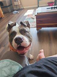 Lost Female Dog last seen Double G Guns, North 300 East, East 1200 South, Flat Rock, IN 47234