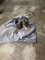 Found/Stray Female Dog last seen East Bayshore Ave, East Palo Alto, CA 94303