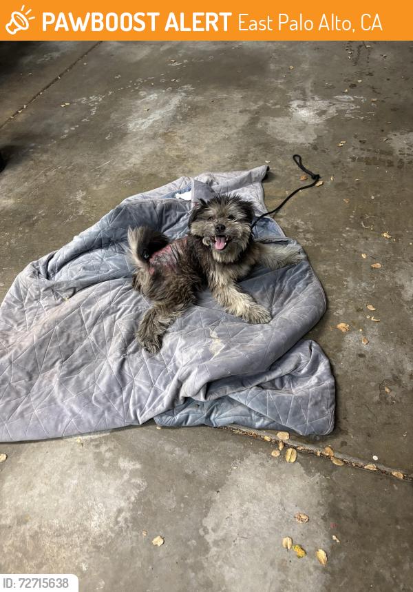 Found/Stray Female Dog last seen East Bayshore Ave, East Palo Alto, CA 94303