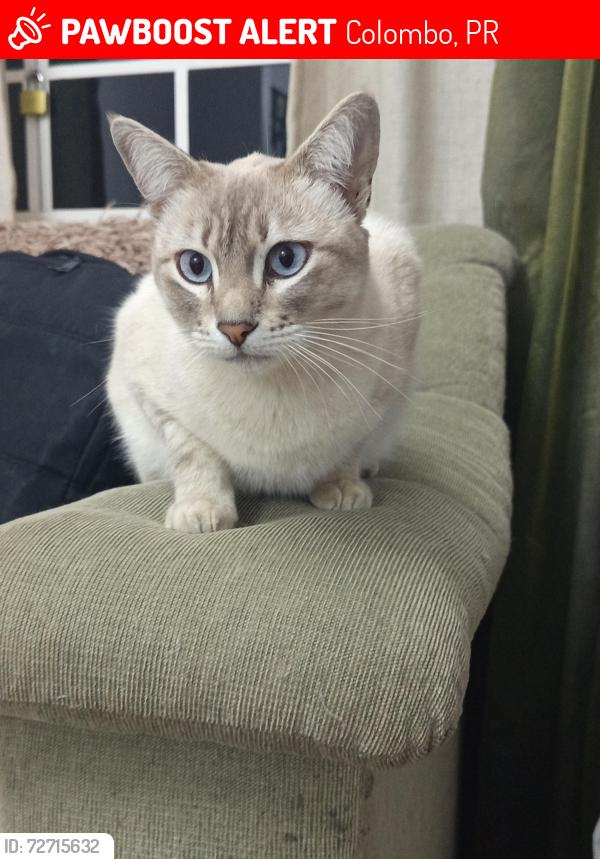 Lost Female Cat last seen Bar vila cout, Colombo, PR 