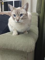 Lost Female Cat last seen Bar vila cout, Colombo, PR 