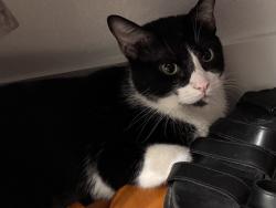 Lost Male Cat last seen Dove Hallow near Tom Thumb , Waxahachie, TX 75165