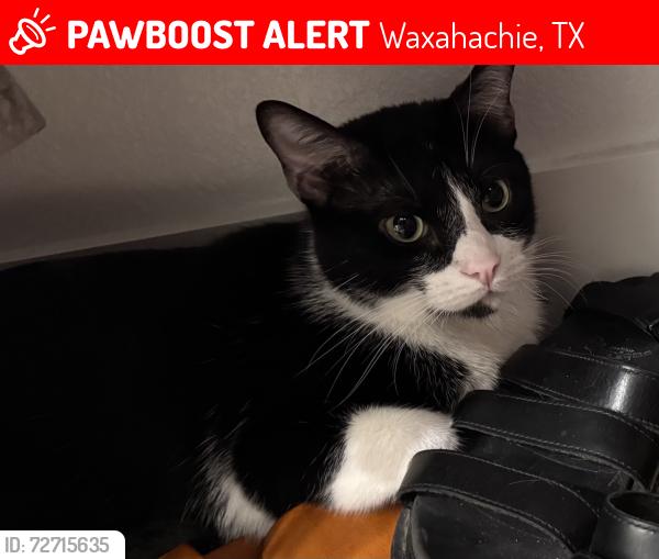 Lost Male Cat last seen Dove Hallow near Tom Thumb , Waxahachie, TX 75165