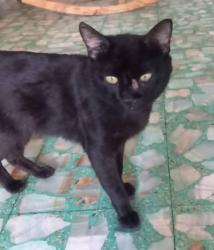Lost Male Cat last seen Calle Icazo entre Nezahualcoyotl y jimenez , Veracruz, Ver. 