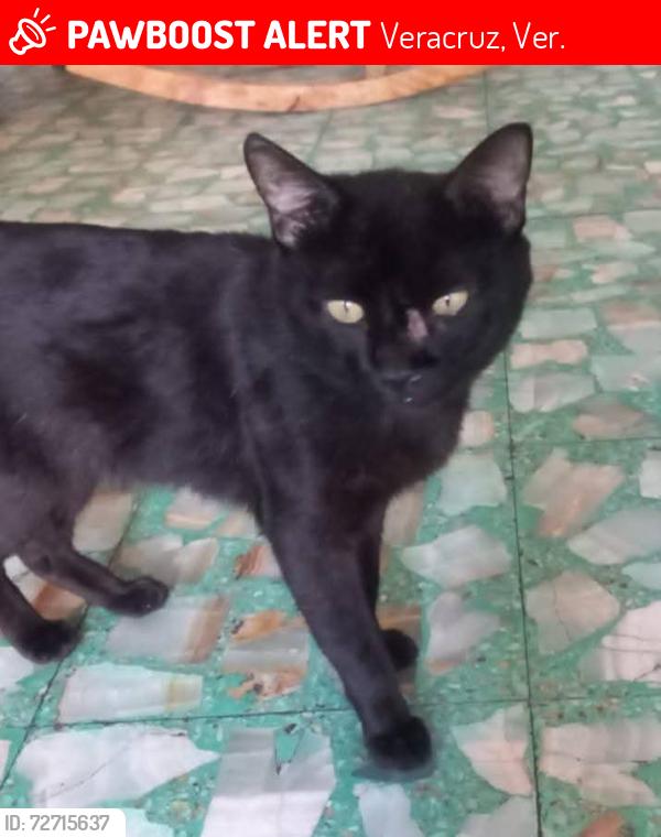 Lost Male Cat last seen Calle Icazo entre Nezahualcoyotl y jimenez , Veracruz, Ver. 