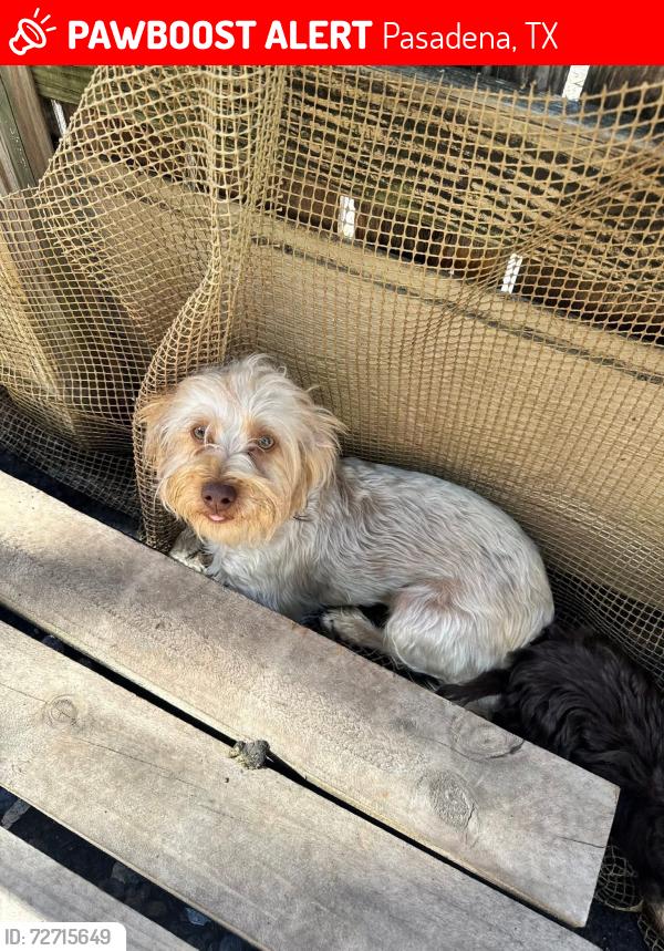 Lost Male Dog last seen Red Bluff & Burke Rd, Pasadena, TX 77506