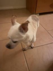 Lost Male Dog last seen Florida Boulevard in Washington Place, Manatee County, FL 34207